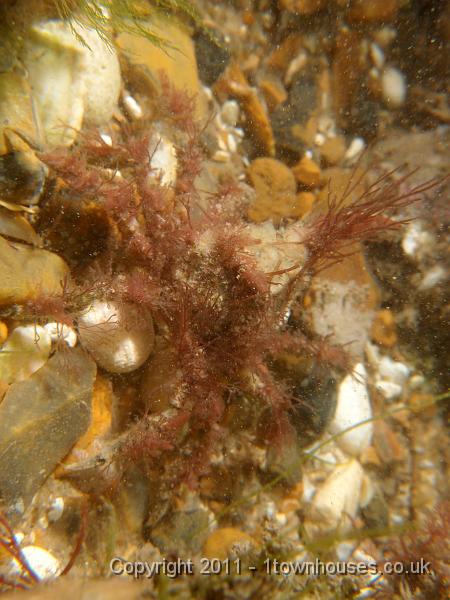 P6091050.jpg - Sea Toad (a crab) - Hyas araneus
