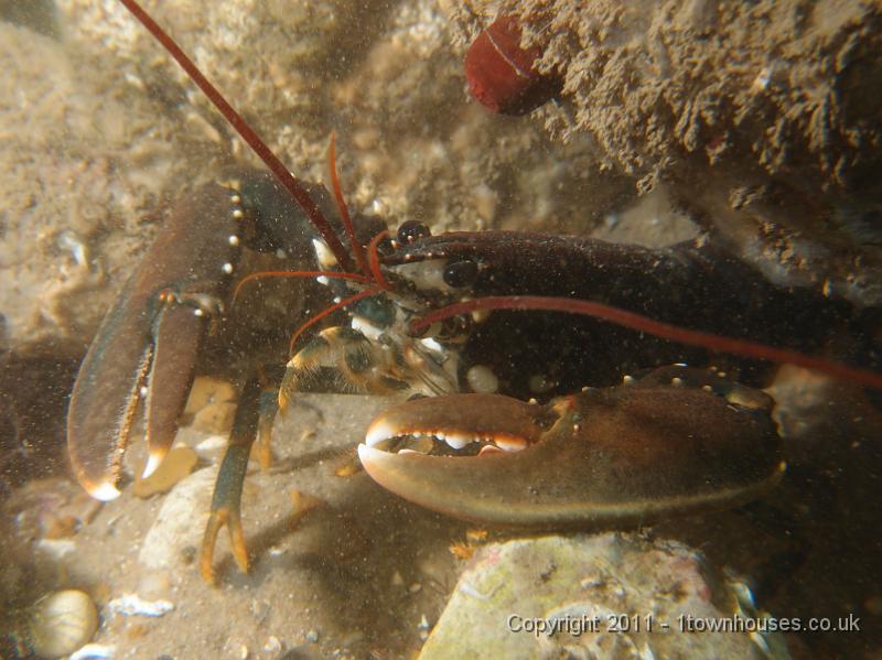 P6091056.jpg - Common lobster - Homarus gammarus