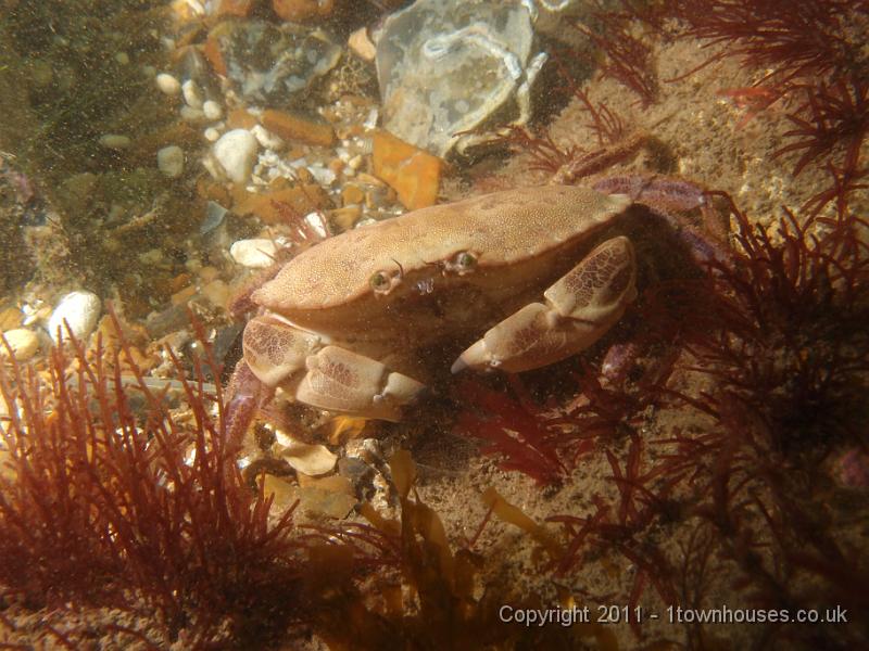P6091070.jpg - Edible crab - Cancer pagarus
