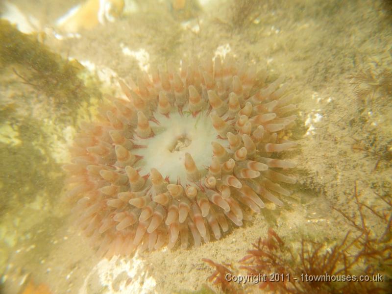 P6091074.jpg - Dahlia anemone - Urticina felina