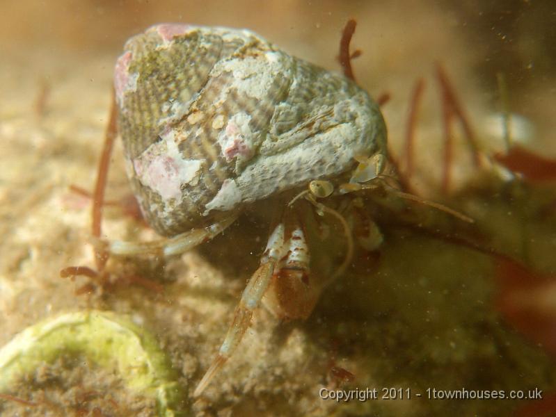 P6091084.jpg - Hermit crab - Pagarus spp