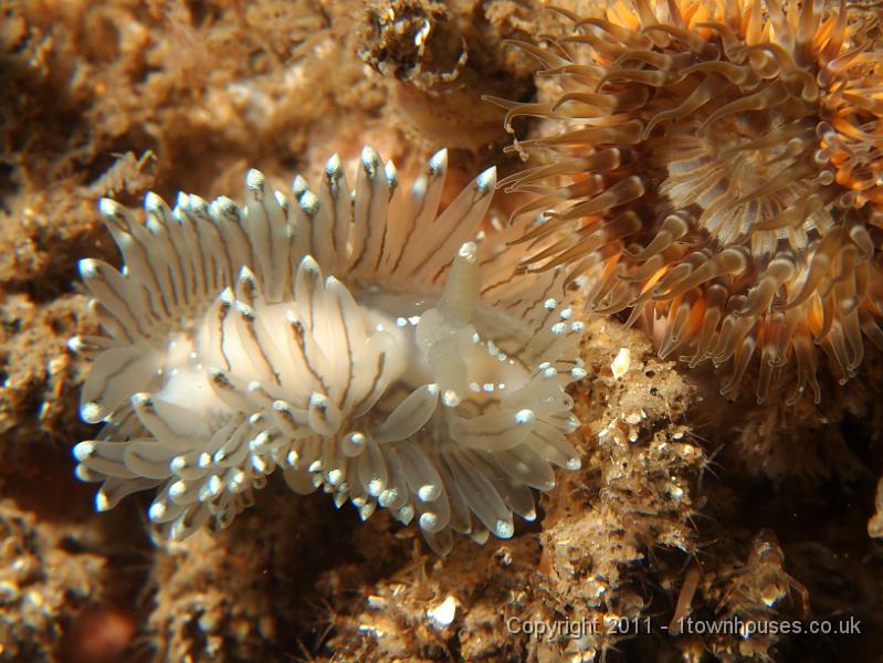 EPL20351.JPG - Crystal sea slug - Janolus cristatus