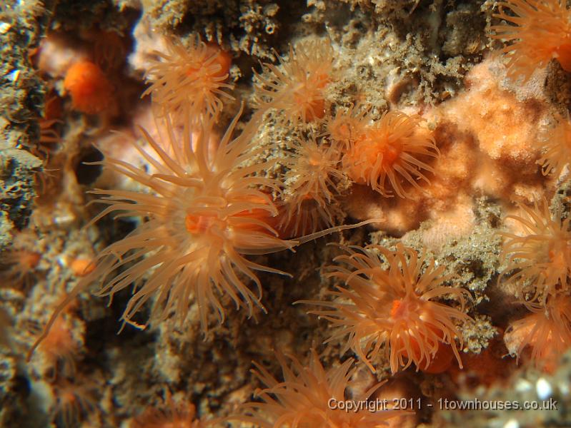 EPL20361.JPG - Orange anemones - Diadumene cincta
