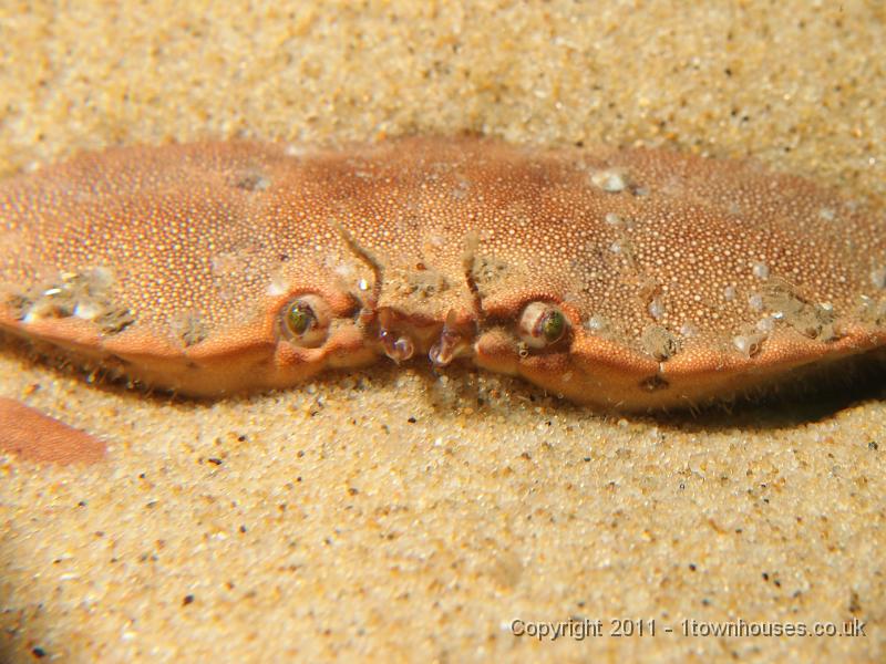 EPL20363.JPG - Edible crab - Cancer pagarus