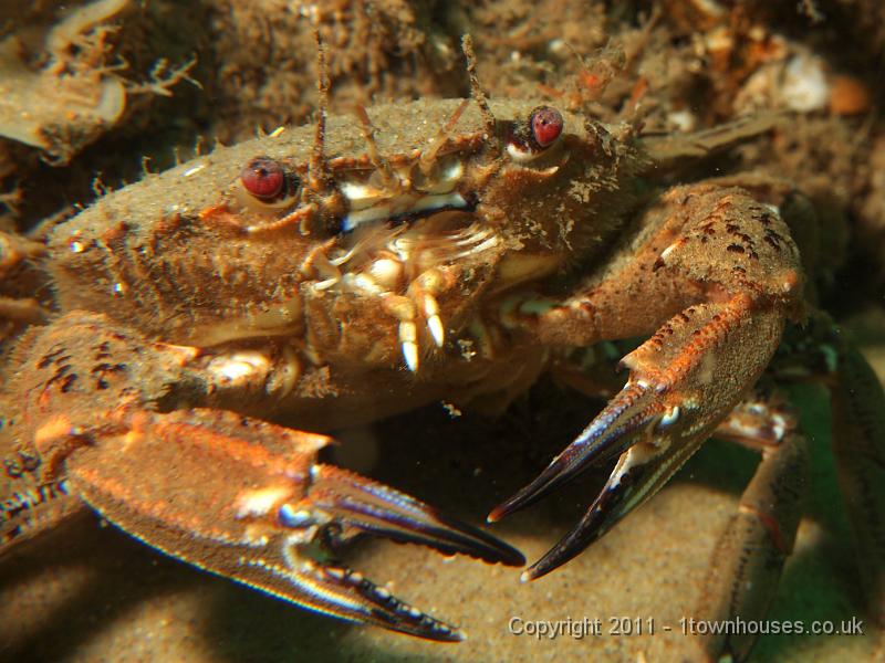 EPL20366.JPG - Necora puber - Velvet swimming crab