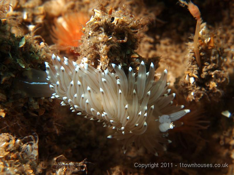 EPL20374.JPG - Janolus cristatus - Crystal sea slug