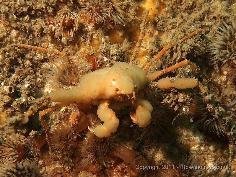 EPL20379.JPG - Sponge spider crab - Inachus spp