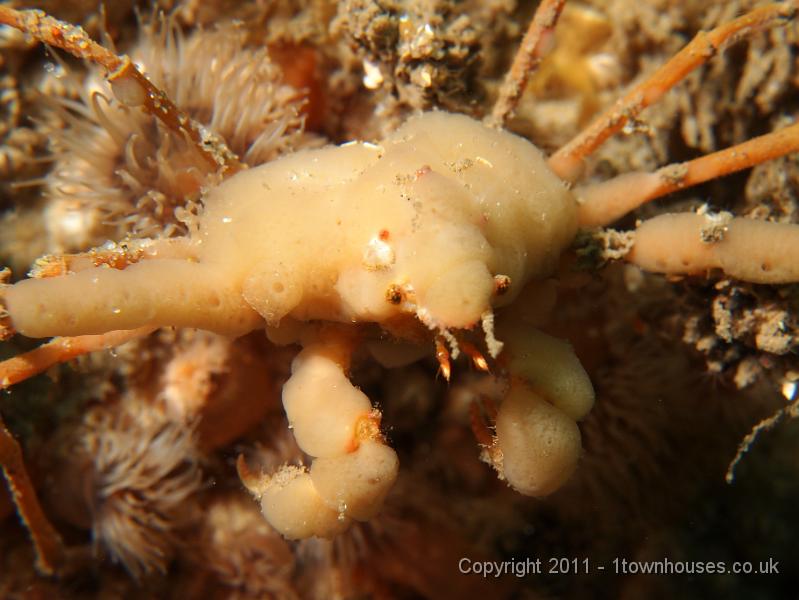 EPL20380.JPG - Sponge spider crab - Inachus spp
