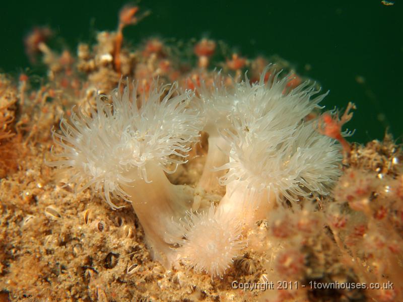 EPL20388.JPG - Plumose anemones - Metridium senile