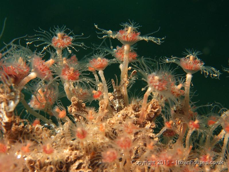 EPL20392.JPG - Oaten pipes - Tubularia indivisa