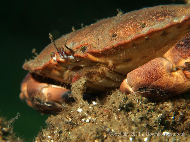 EPL20396.JPG - Edible crab - Cancer pagarus