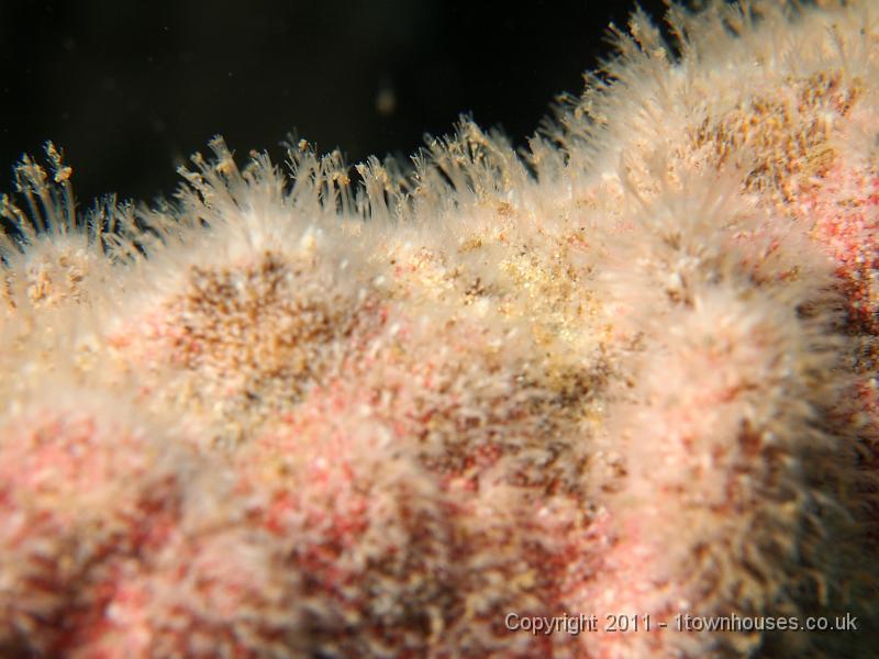 EPL20399.JPG - Hermit crab fur - Hydractinia echinata