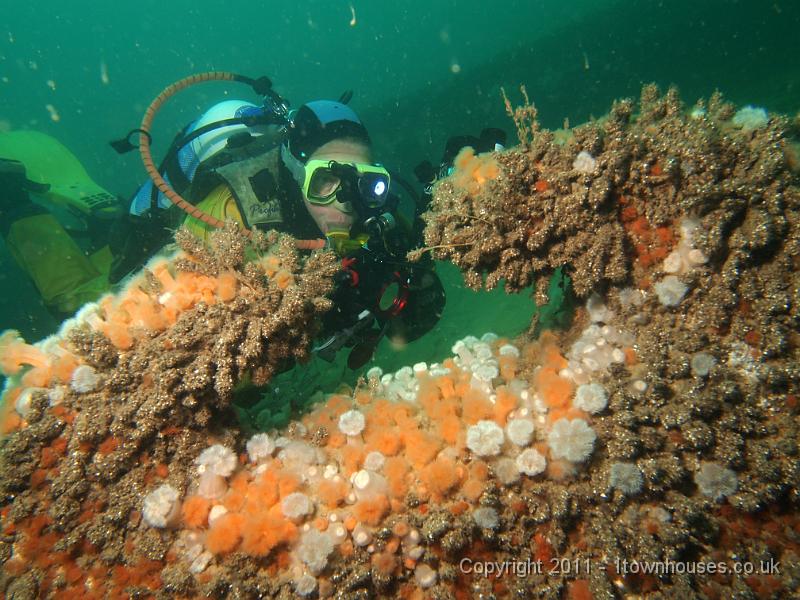 EPL20414.JPG - Plumose anemones - Metridium senile and encrusting tubes of Jassa falcata - a tiny crustacean