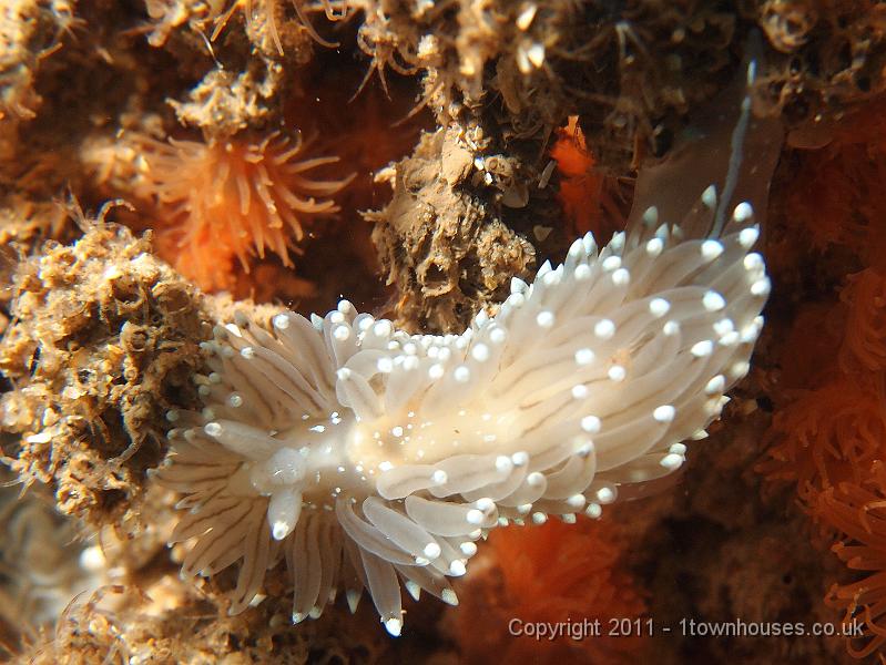 EPL20416.JPG - Janolus cristatus - Crystal seaslug