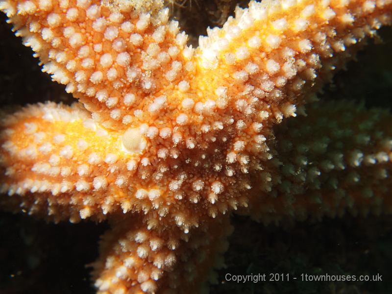 EPL20418.JPG - Common starfish - Asterias rubens