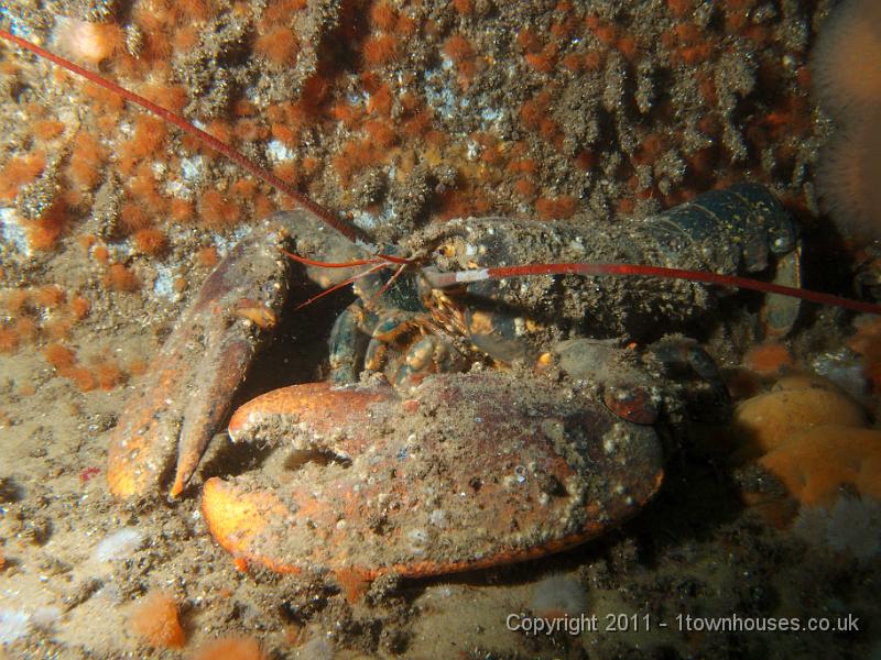 P6111197.JPG - Homarus gammarus - Common lobster