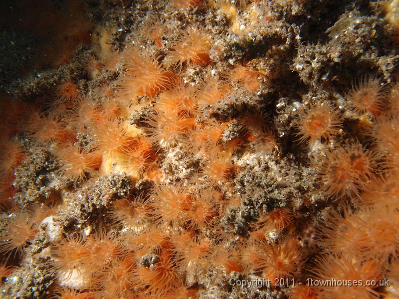 P6111201.JPG - Diadumene cincta - Orange anemones