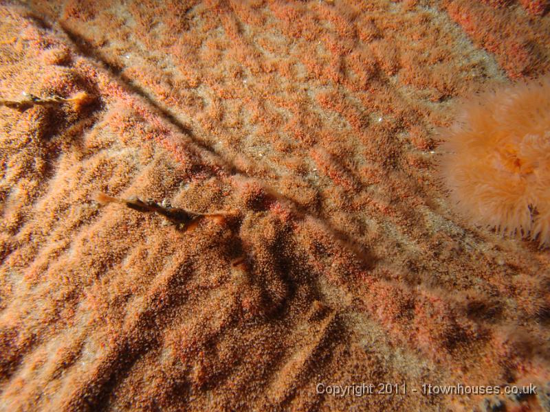 P6111203.JPG - Hydractinia echinata - Hermit crab fur