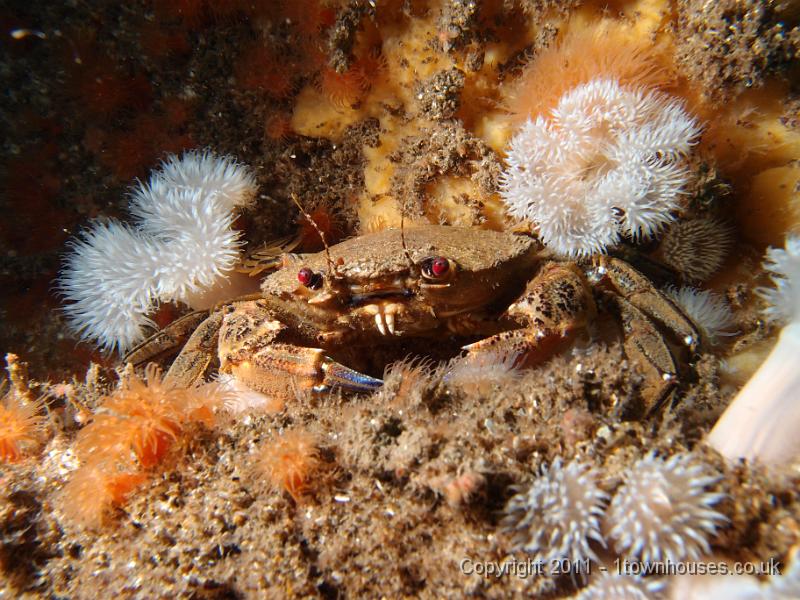 P6111204.JPG - Necora puber - Velvet swimming crab with Plumose anemones - Metridium senile