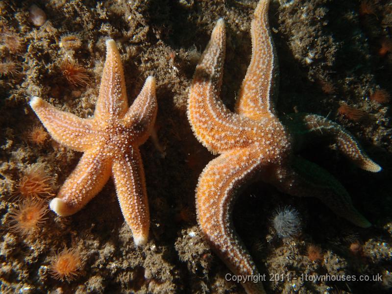 P6111231.JPG - Common starfish - Asterias rubens