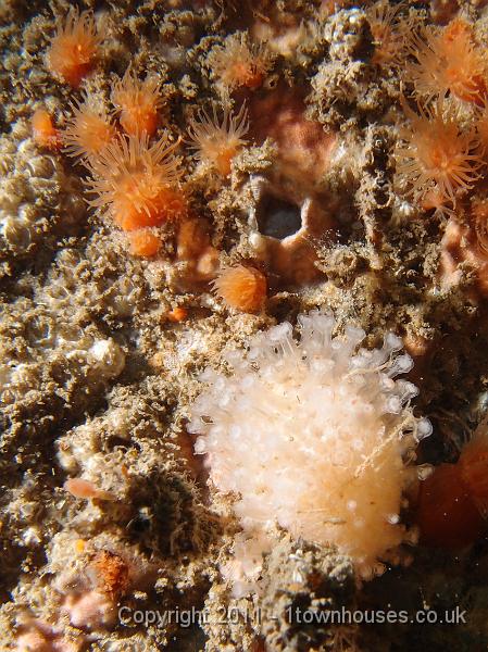 P6111236.jpg - Alcyonium digitatum - Dead mens fingers with Diadumene cincta - Orange anemones