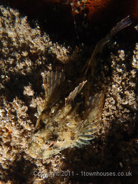 P6111240.JPG - Short spined sea scorpion - Taurulus bubalis