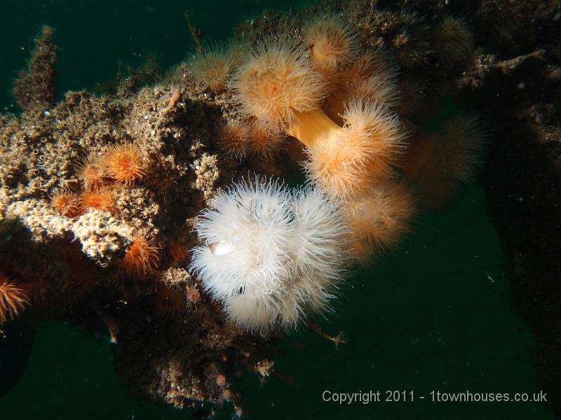 P6111249.JPG - Plumose anemones - Metridium senile and Orange anemones - Diadumene cincta