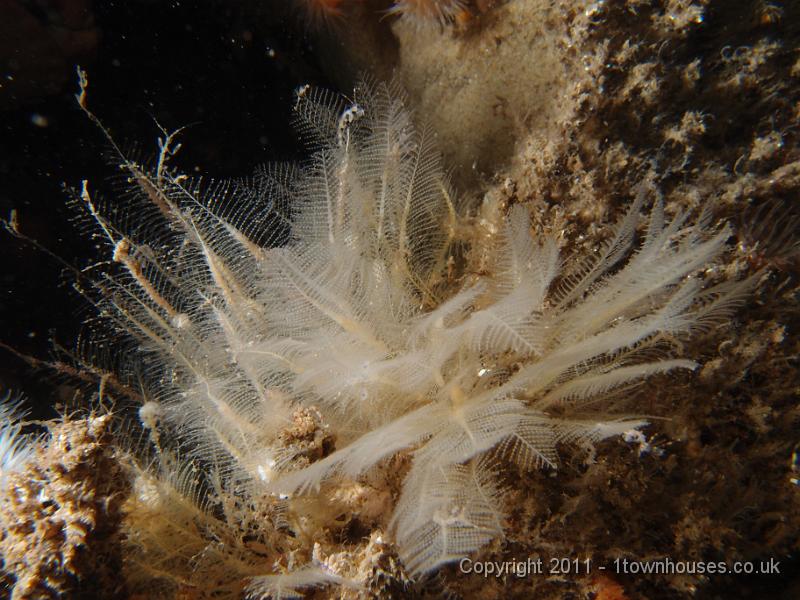 P6111257.JPG - Plumularia setacea - a feathery hydroid