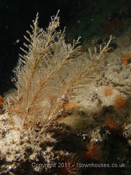 P6111260.jpg - White weed (a hydroid) - Sertularia cupressina