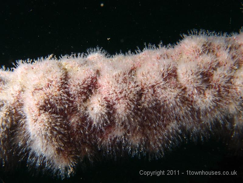 P6111261.jpg - Hydractinia echinata - Hermit crab fur