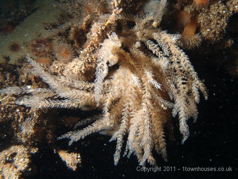 P6111263.jpg - White weed (a hydroid) - Sertularia cupressina