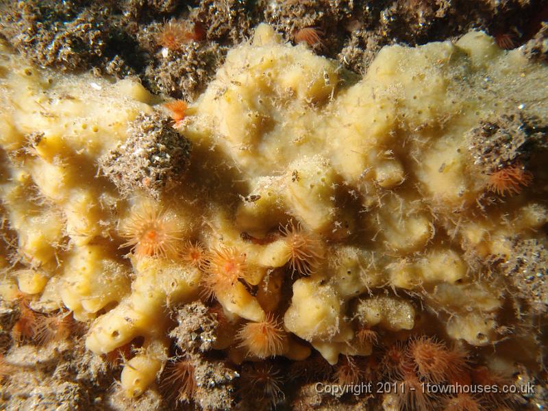 P6111280.jpg - Breadcrumb sponge - Halichondria panicea with Orange anemones - Diadumene cincta