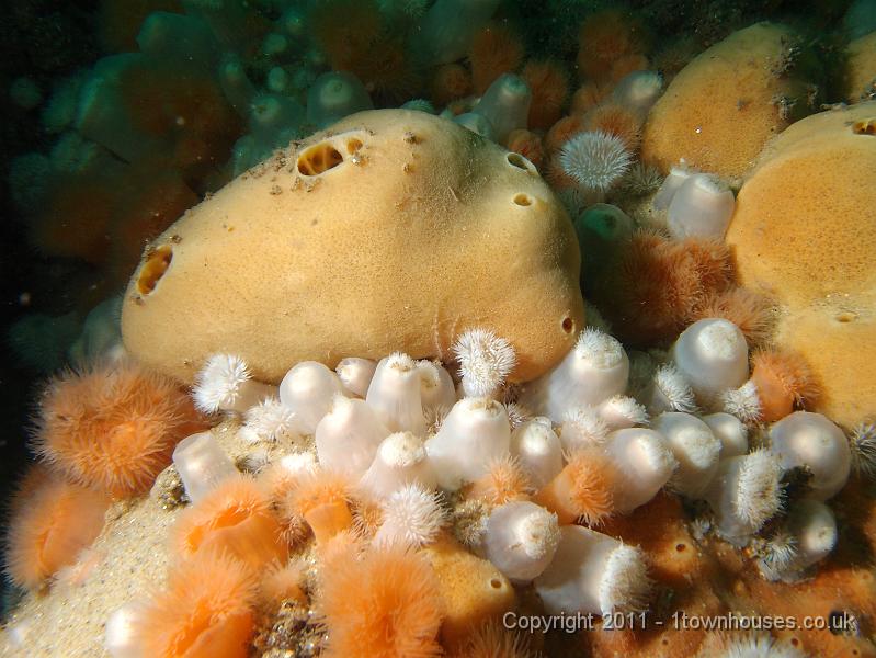 P6111283.jpg - Suberite ficus - a sponge with Plumose anemones - Metridium senile