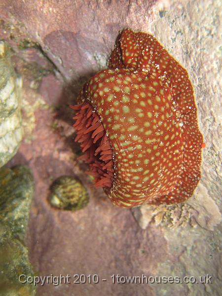 IMG_0111.JPG - A Strawberry Anemone