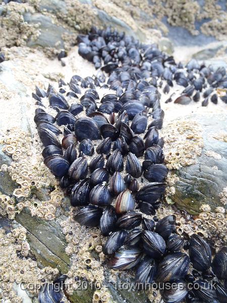 P5080209.JPG - Mussels - Chapel Porth