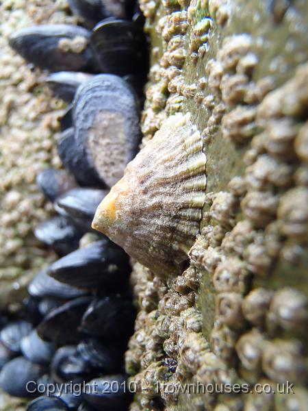 P5080246.JPG - Lurking limpet