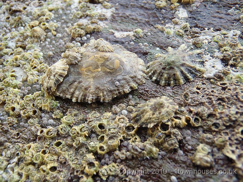 P5080310.JPG - Grown up limpet taking the kids and unruly barnacles for a walk