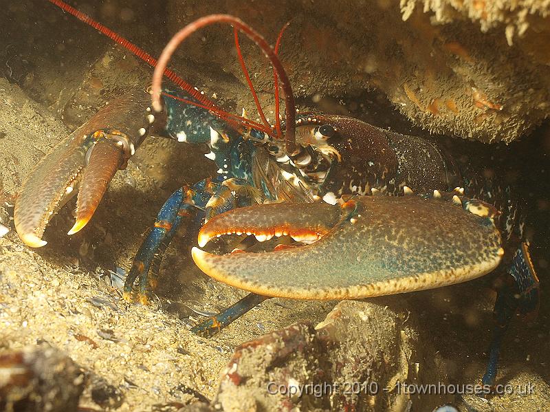 P5131885-1.JPG - Wow, they have crustaceans in Cornwall too!