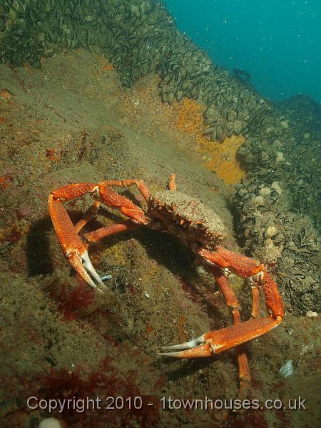 P5131967-1.JPG - Lots of Spiny Spider Crabs...