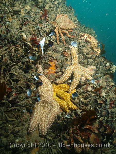 P5131989-1.JPG - Crabs meet to choose a starfish