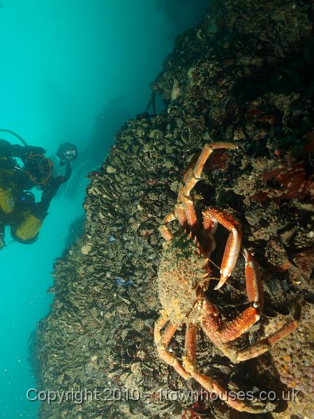 P5132050-1.JPG - Crab snacking as divers loom
