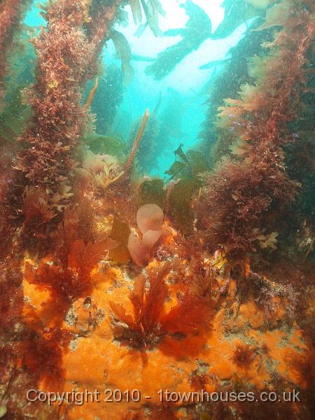 P5132149-1.JPG - Down amongst the holdfasts and on the stipes there's no end of algae (and sponge)