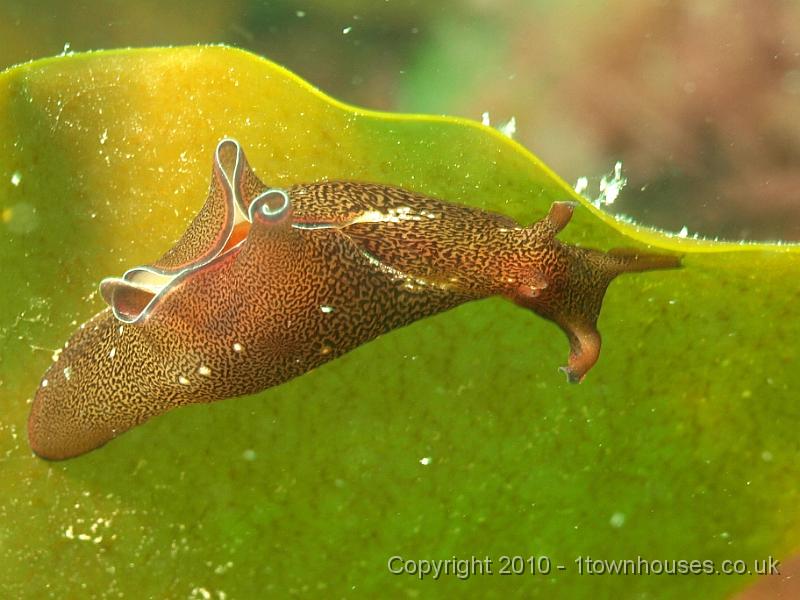 P5121494.jpg - Sea Hare - why don't we get these in the East... too little perrenial weed? No kelp?