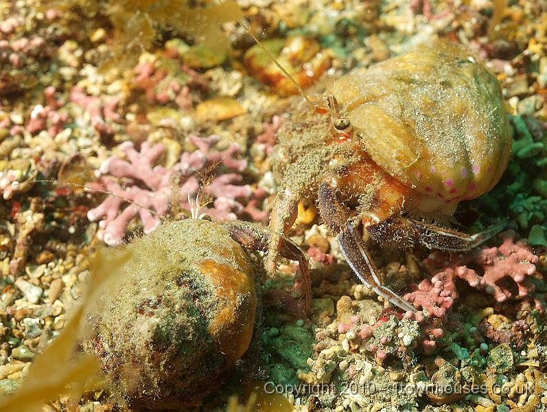 P5121562.jpg - Two Anemone Hermit crabs - Pagurus prideaux - wearing their Cloak anemones - Adamsia carcinopados