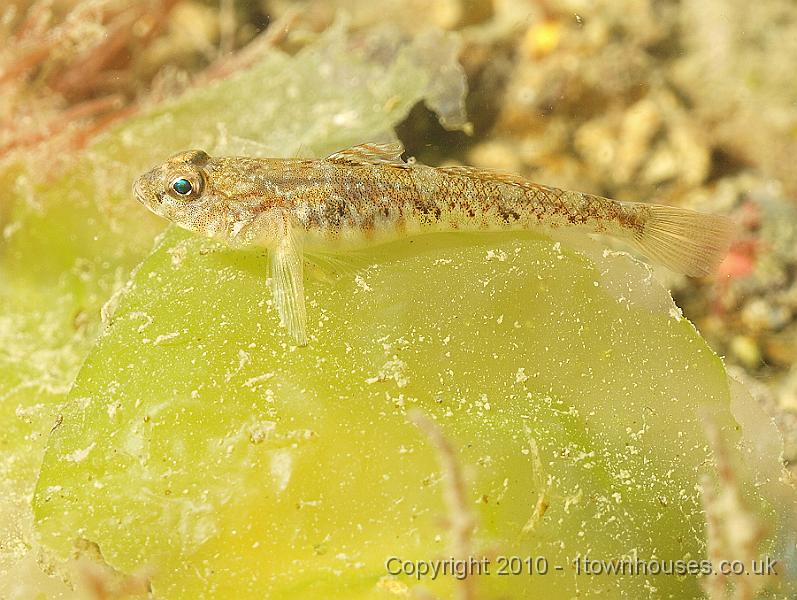 P5121666.jpg - Sand goby resting on algae