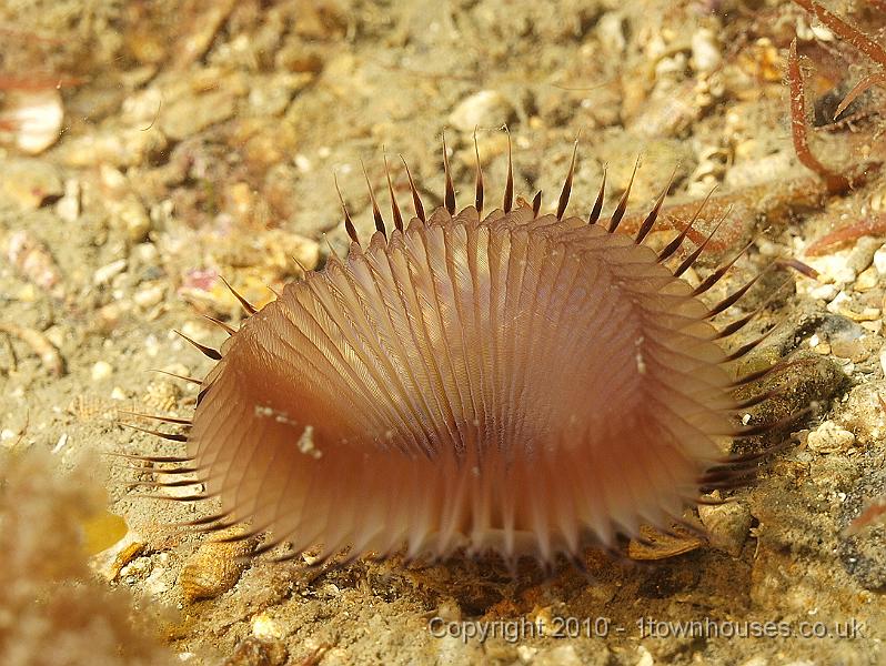 P5121714.jpg - Another Eyelash Worm - Myxicola infundibulum - not the last...