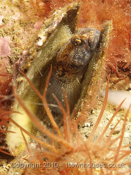 P5121743.jpg - Male Black Goby guarding its eggs in an old bivalve shell