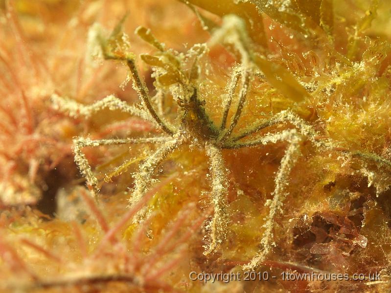 P5121793.jpg - Macropodia spp.- Spider crab