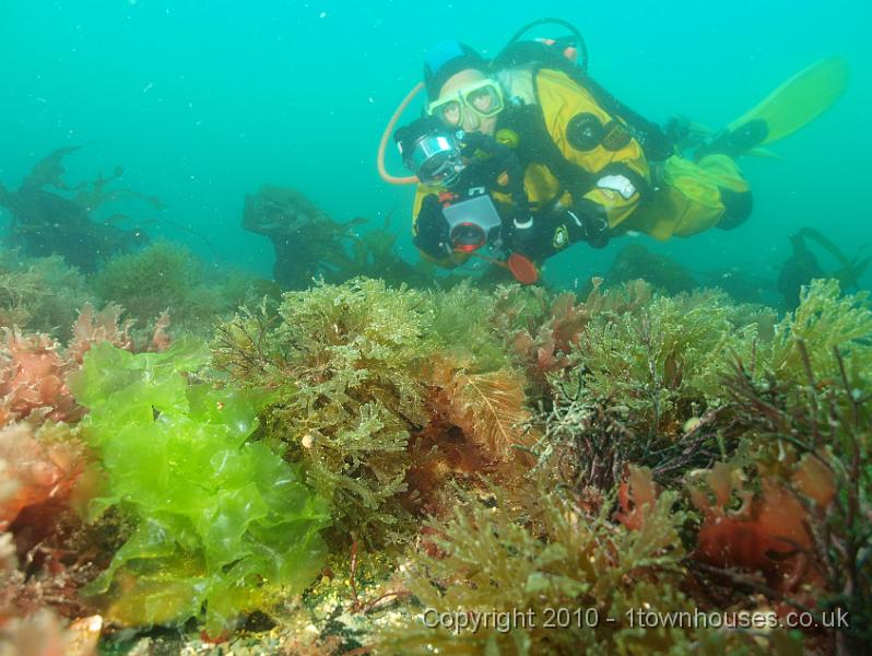 P5142297.jpg - Dawn amongst the algae