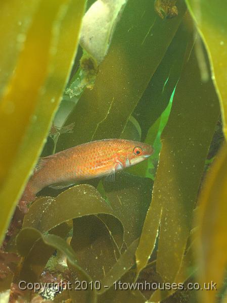 P5142414.ORF.jpg - Corkwing Wrasse lurking